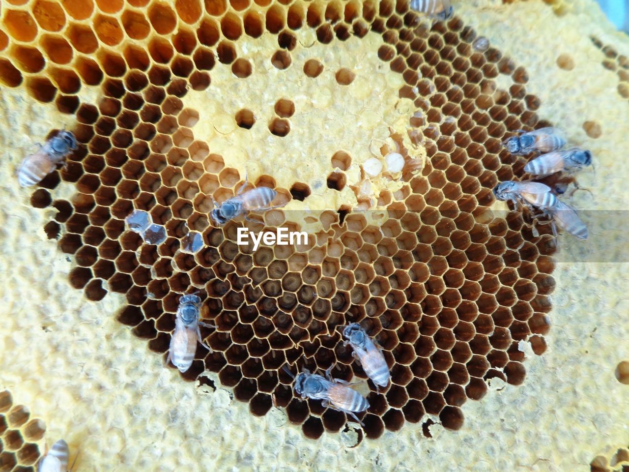 Close-up of bees