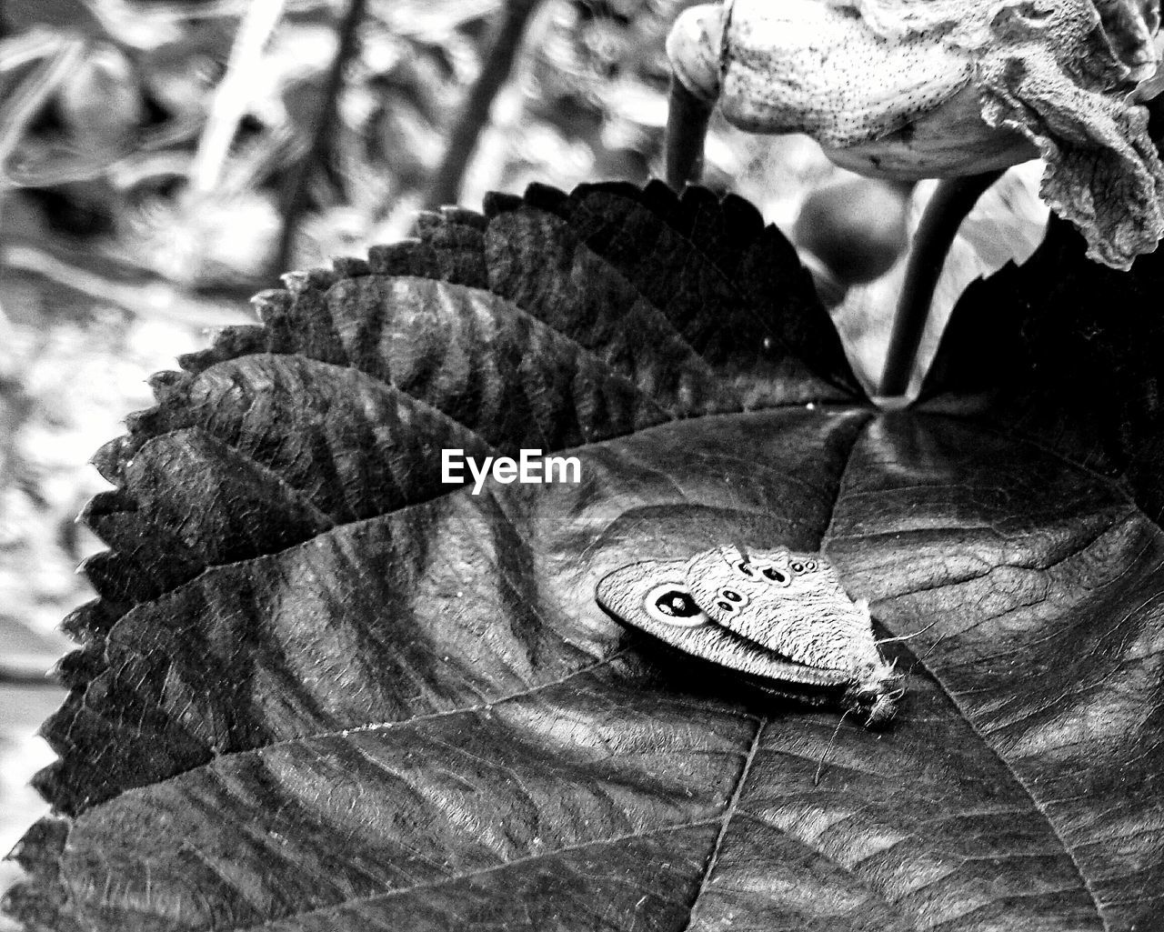 Close-up of leaf