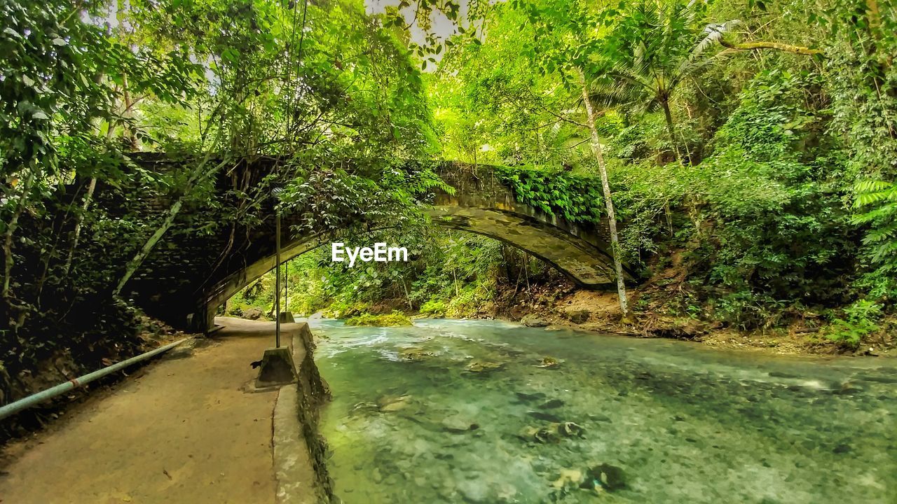 TREES AND PLANTS IN FOREST