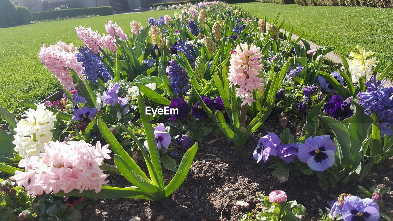 PURPLE CROCUS FLOWERS BLOOMING ON FIELD