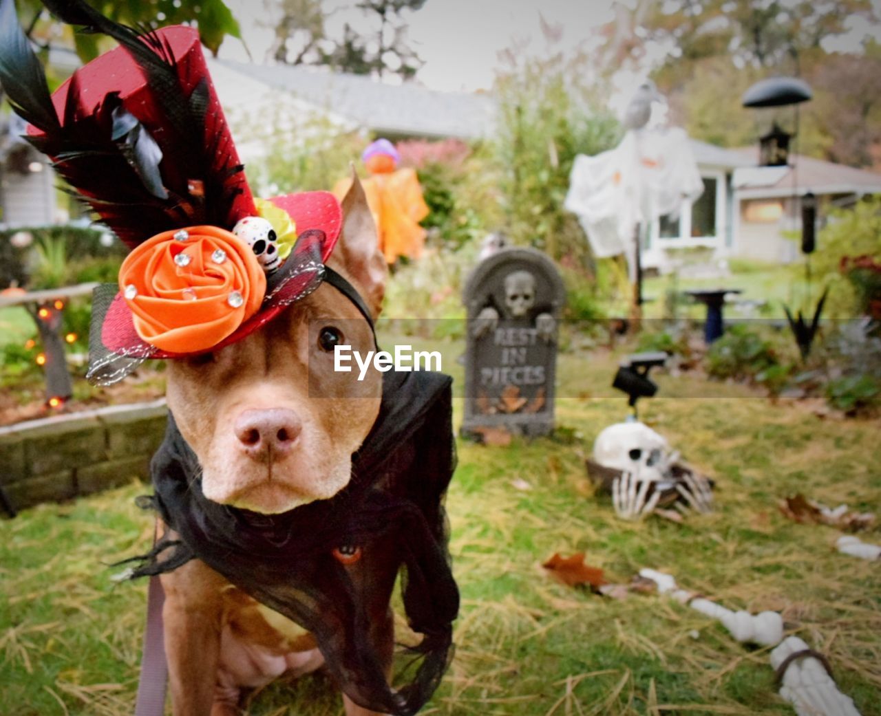 Dog with hat and black scraf with halloween decorations 