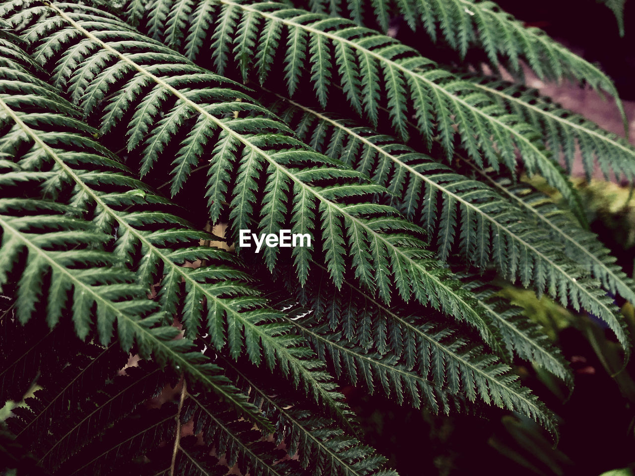 Close-up of fern leaves