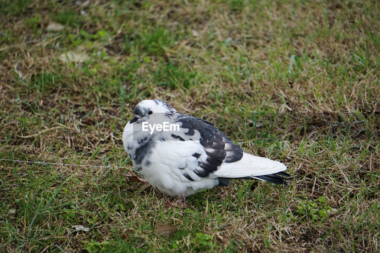 HIGH ANGLE VIEW OF BIRD PERCHING ON FIELD