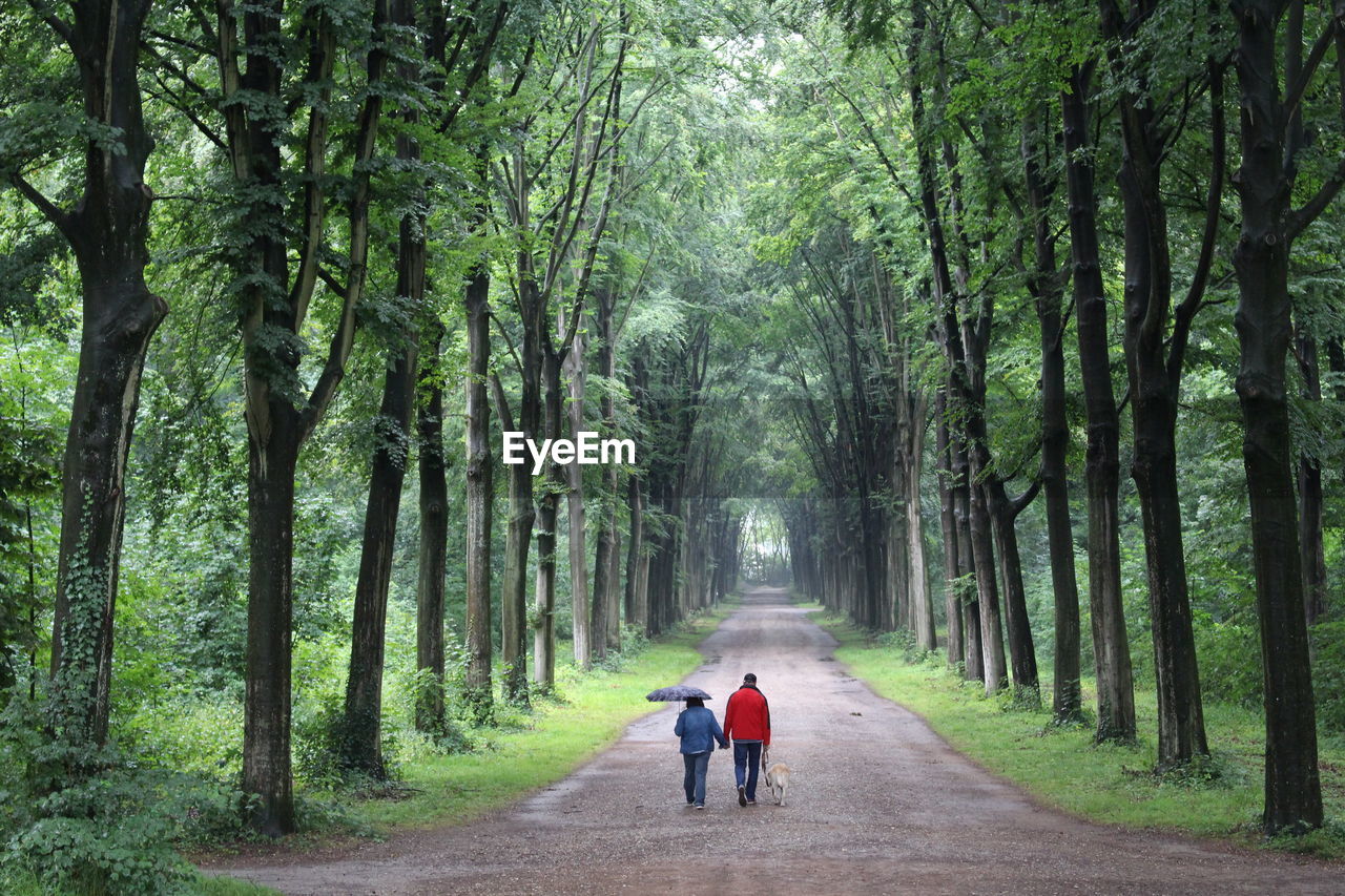 Rear view of people walking on footpath in forest