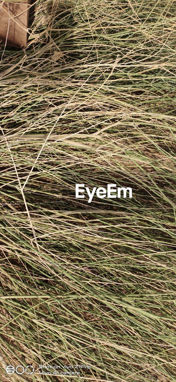 FULL FRAME SHOT OF HAY BALES ON LAND