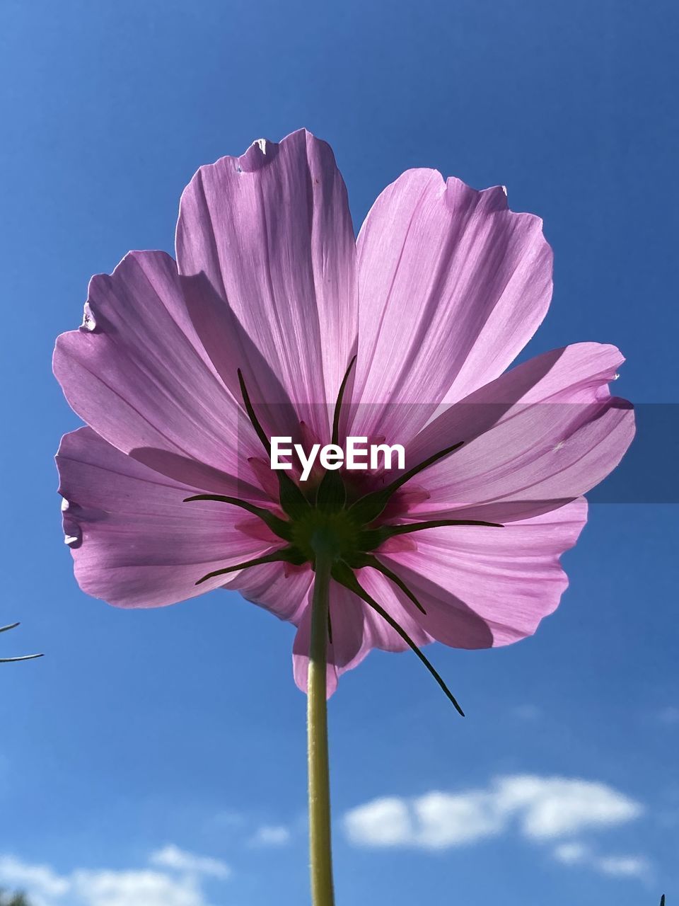 CLOSE-UP OF PINK FLOWERING PLANT AGAINST SKY