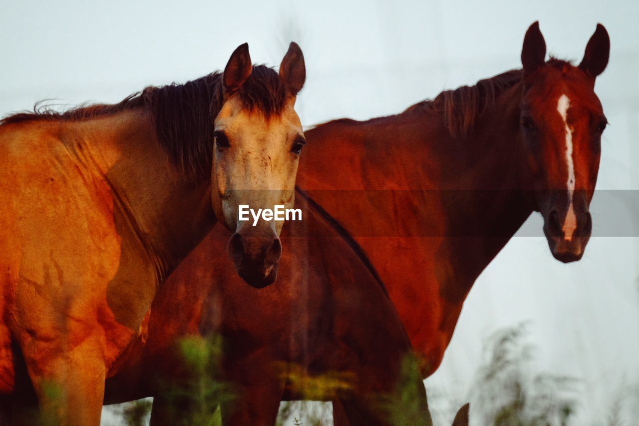 Portrait of brown horses against clear sky