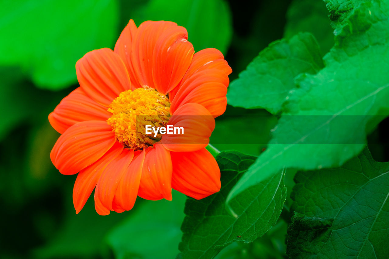 Close-up of orange flower