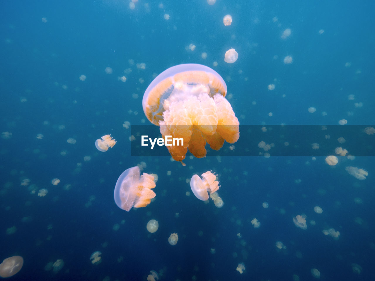 Jellyfish swimming underwater