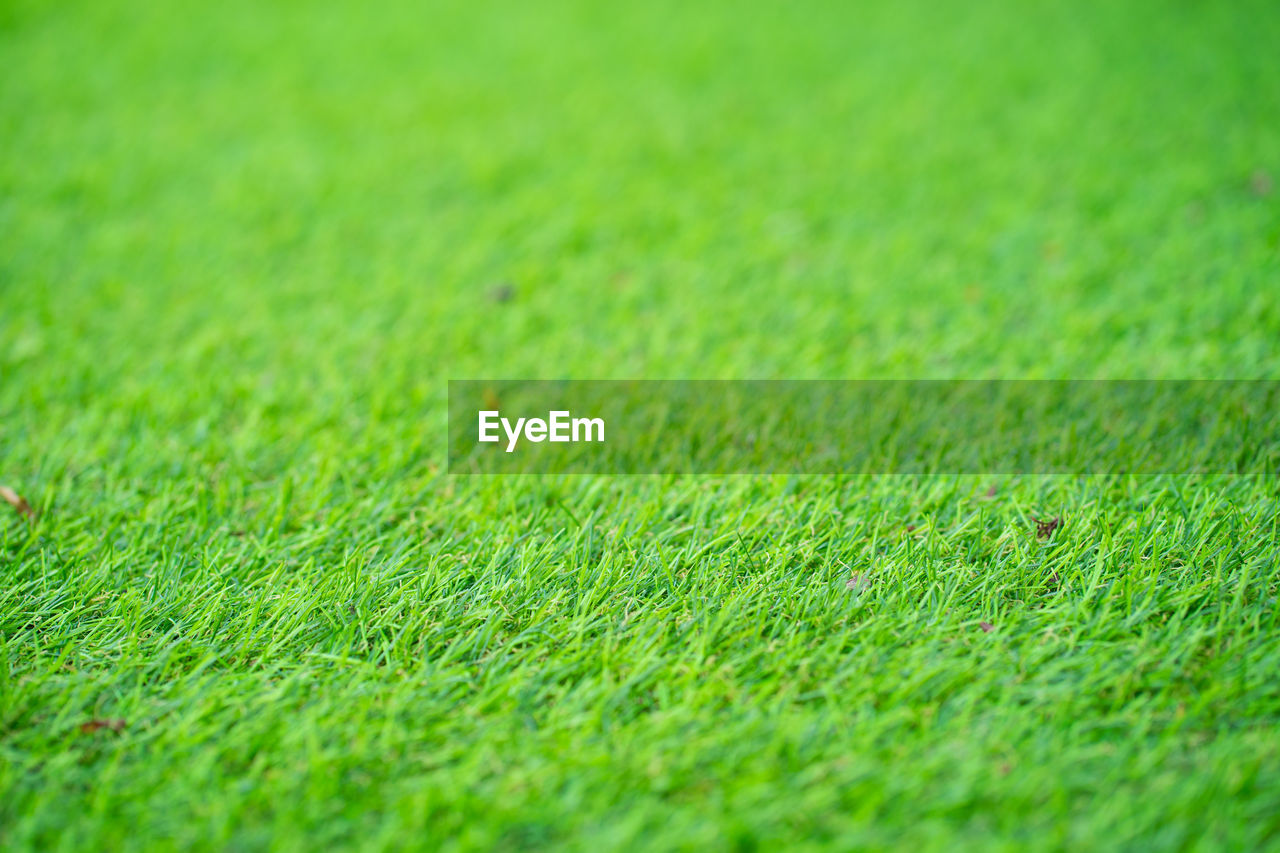 FULL FRAME SHOT OF GREEN GRASS