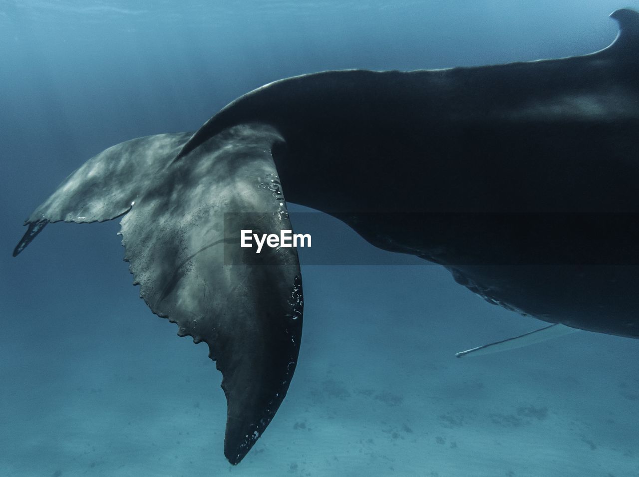 Close up of whale tail swimming in sea