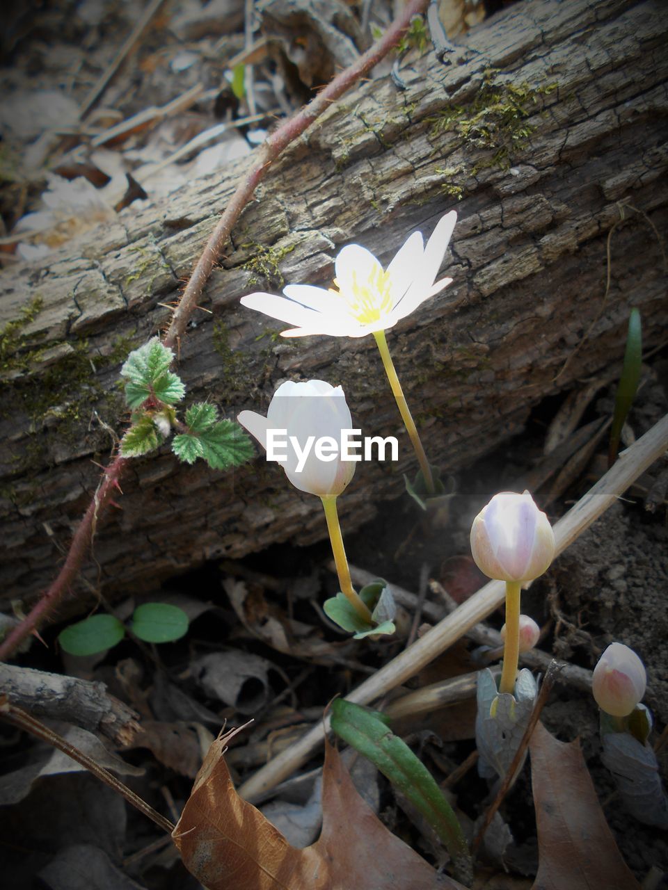 CLOSE-UP OF WHITE FLOWERS BLOOMING OUTDOORS