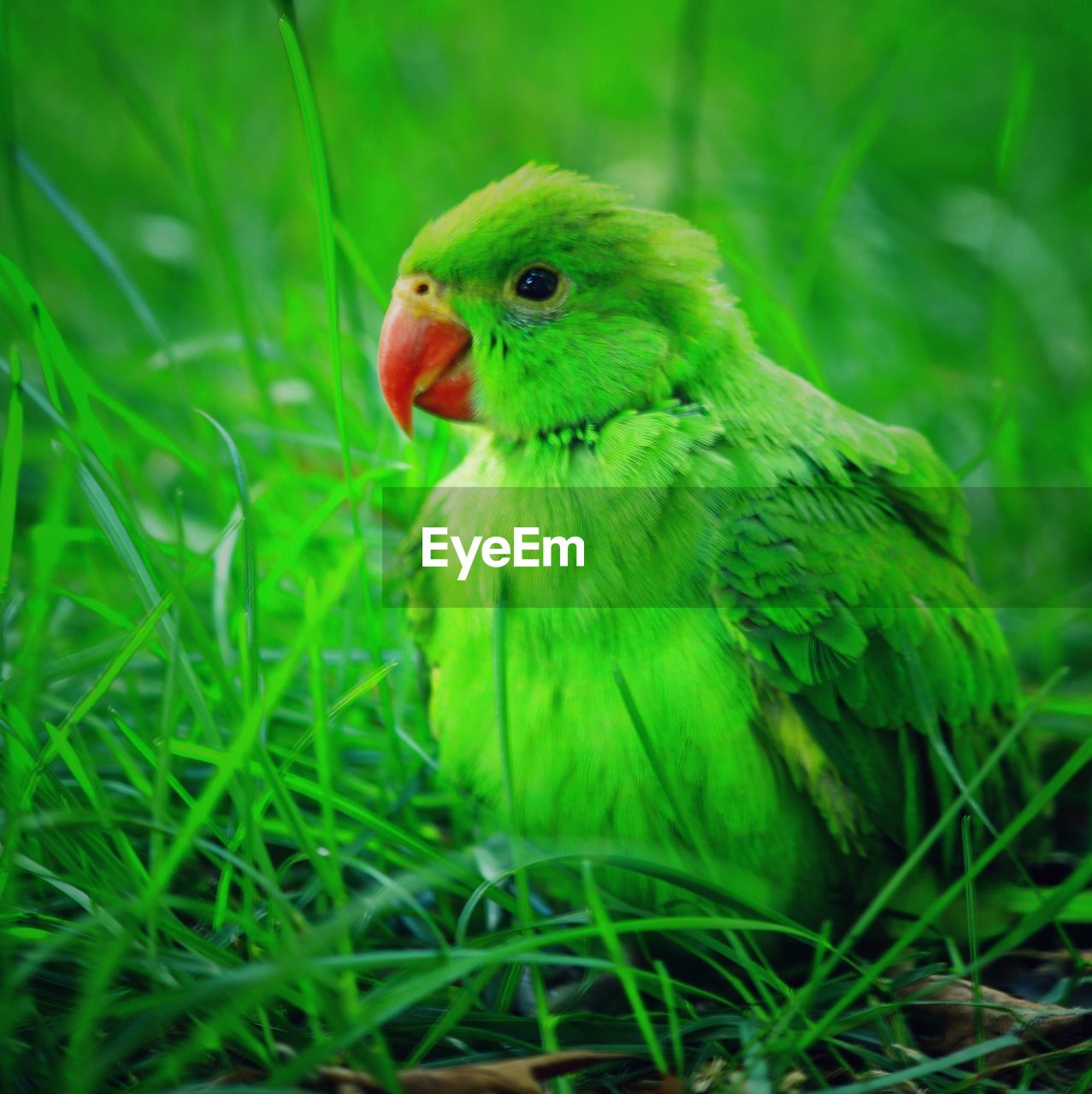 CLOSE-UP OF BIRD PERCHING ON GRASS