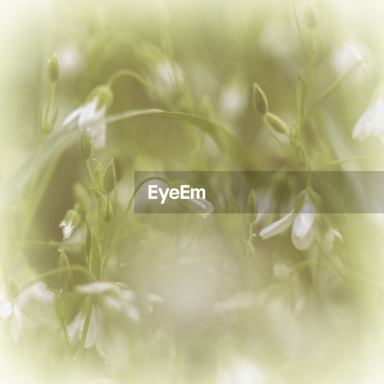 FULL FRAME SHOT OF PLANTS