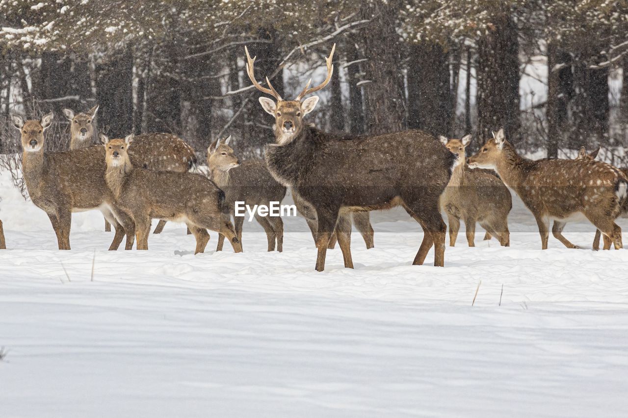 snow, winter, animal, animal themes, cold temperature, animal wildlife, wildlife, deer, mammal, group of animals, reindeer, nature, tree, no people, environment, land, herd, domestic animals, beauty in nature, outdoors, forest, landscape, white, plant