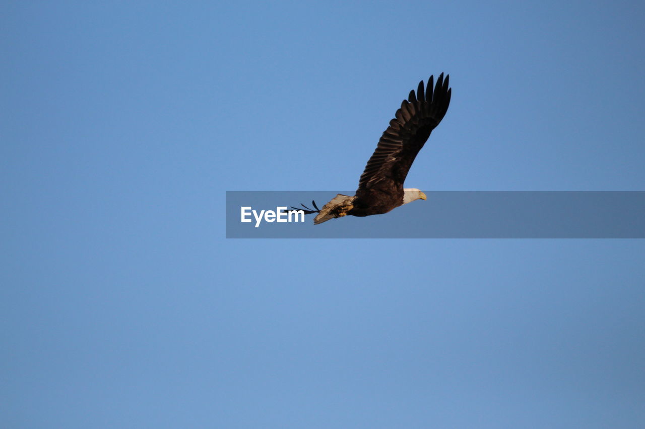 LOW ANGLE VIEW OF EAGLE FLYING AGAINST SKY