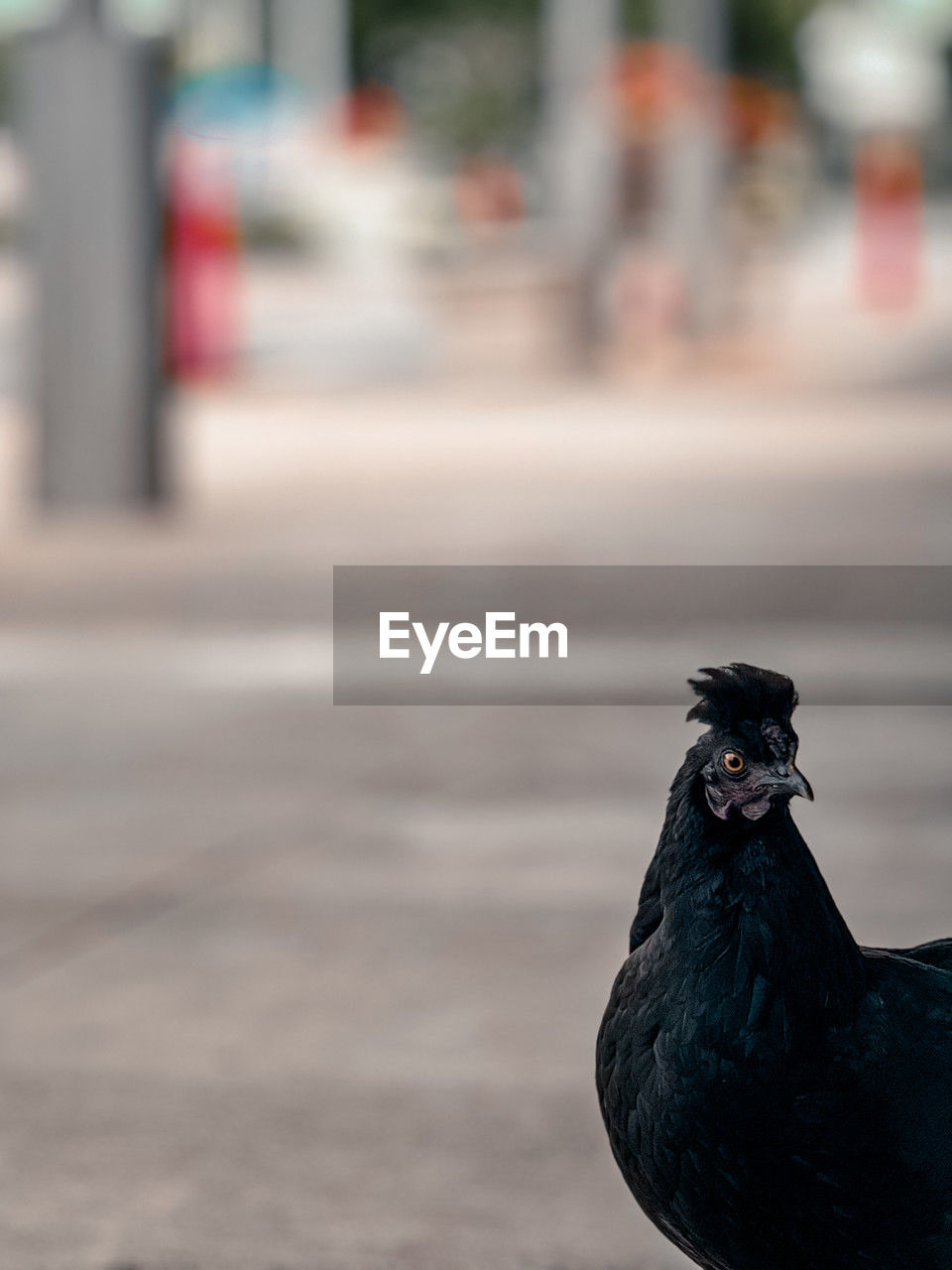 close-up of a bird