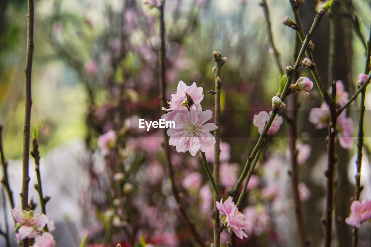 CLOSE-UP OF PINK CHERRY BLOSSOM