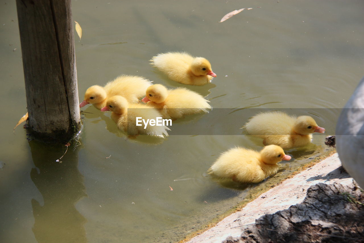 Ducklings in a lake