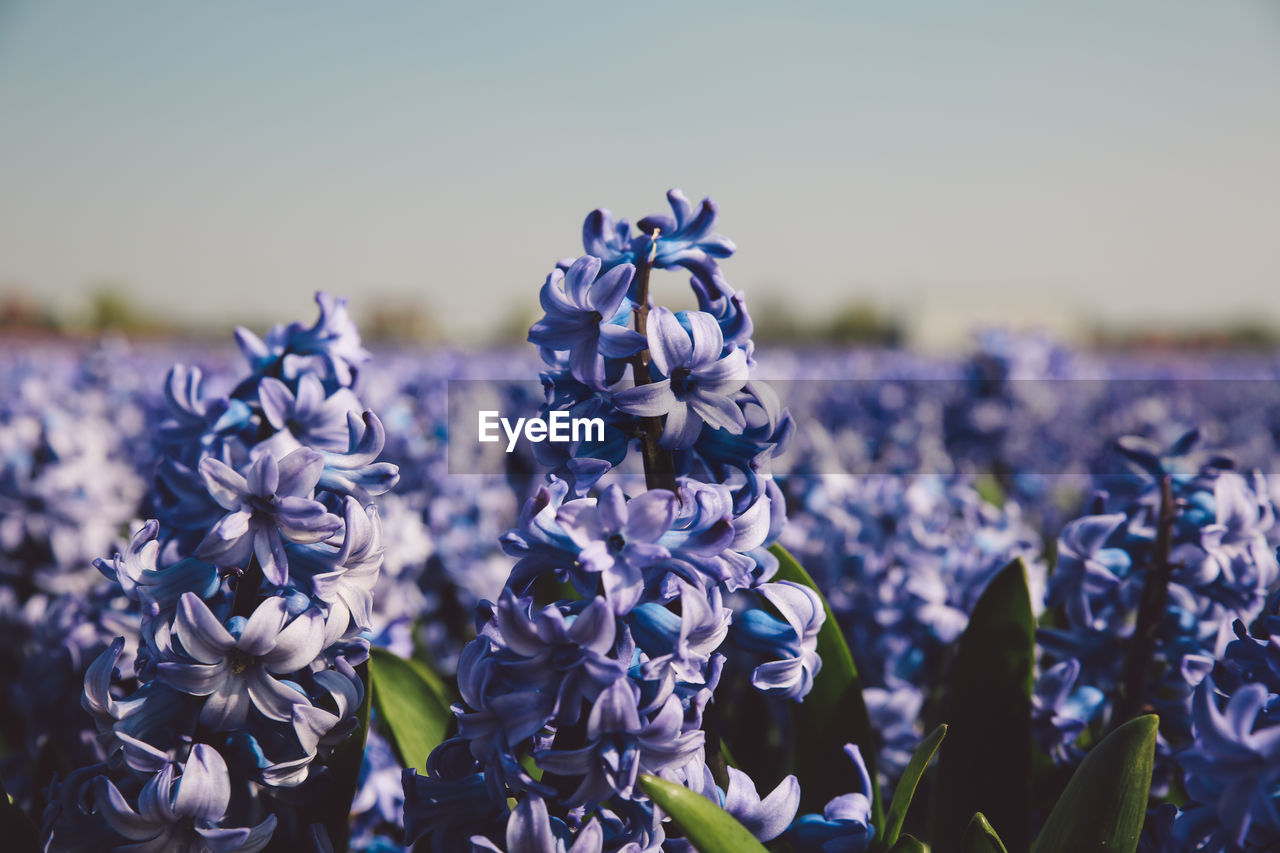 Close-up of purple flowers