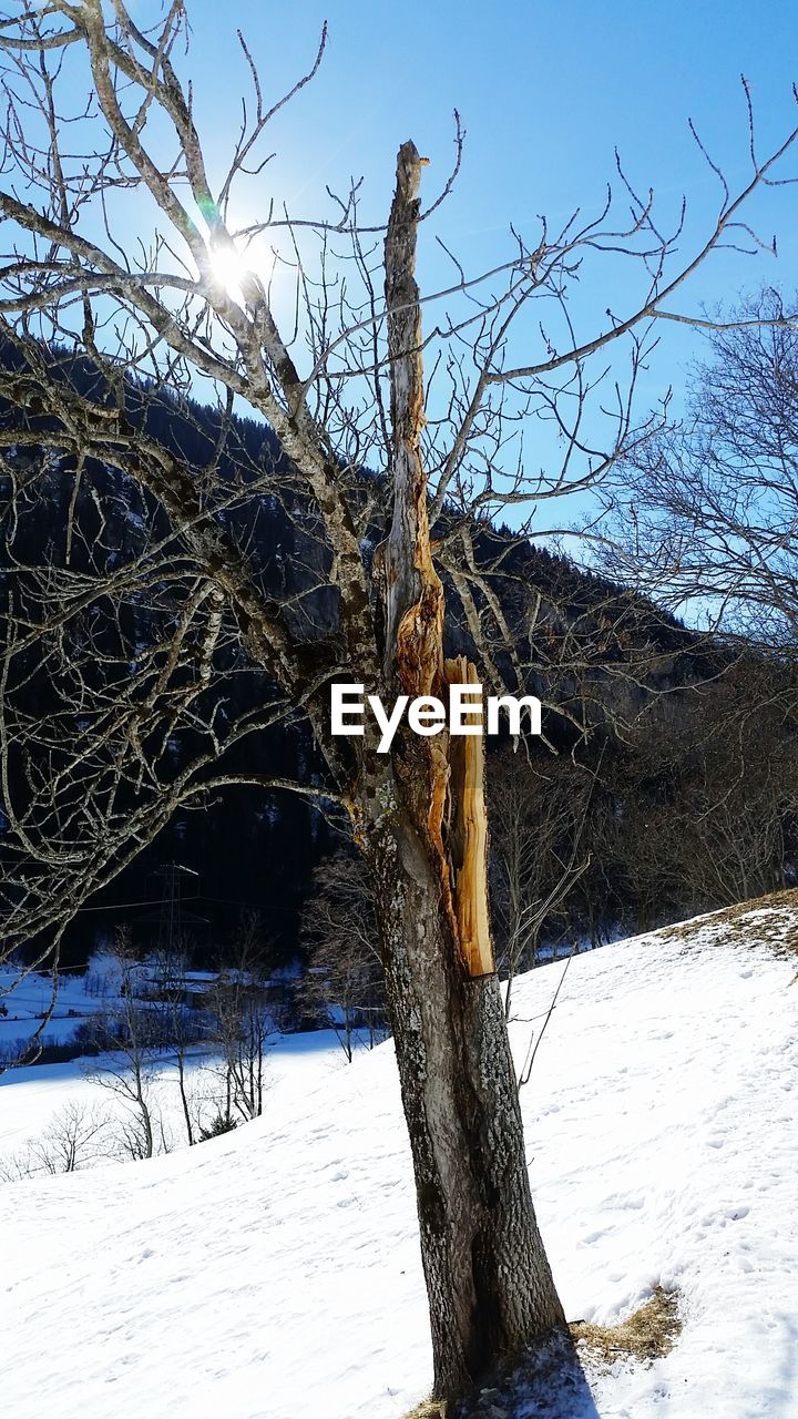 CLOSE-UP OF BARE TREE IN SNOW