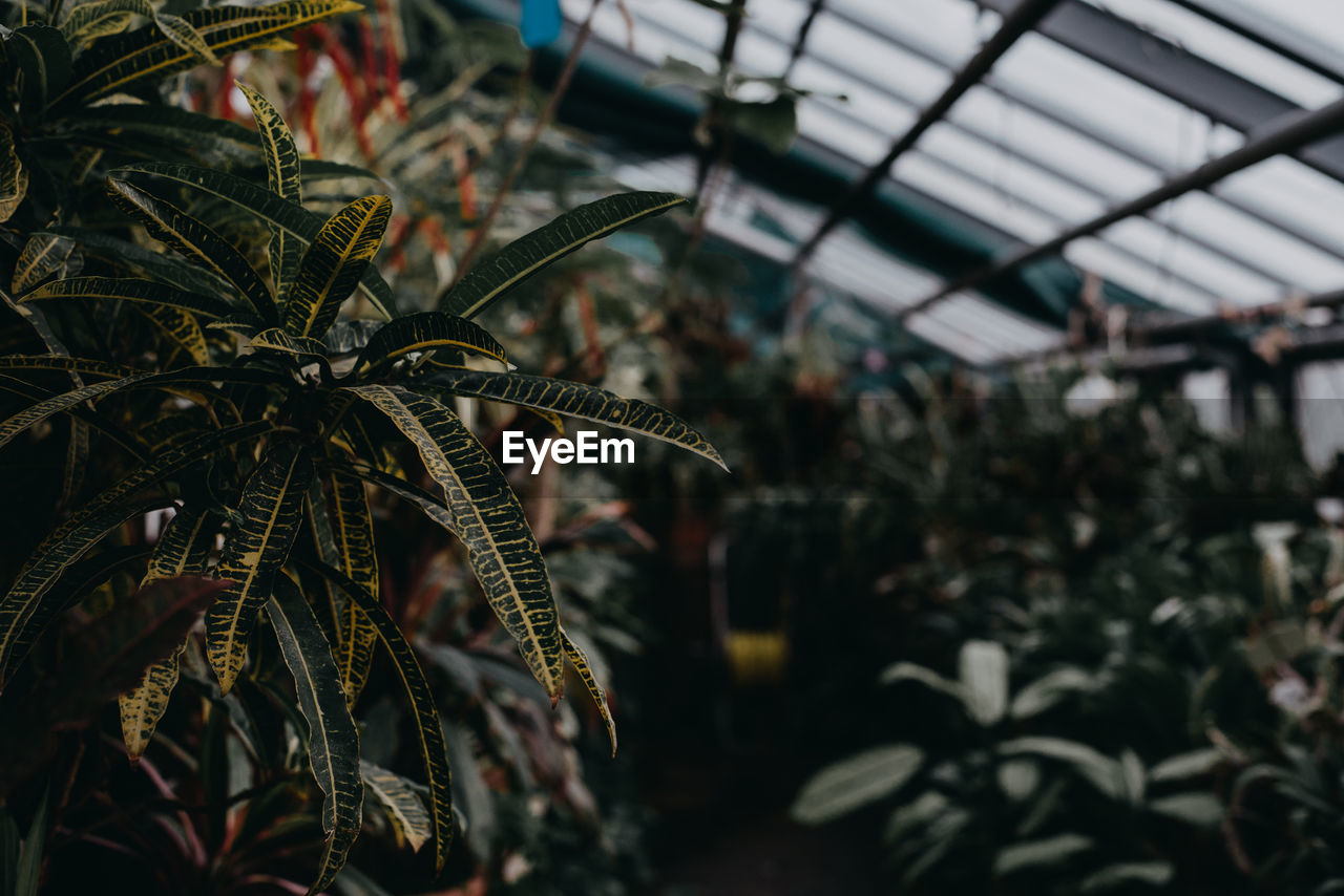 Close-up of plant growing in greenhouse