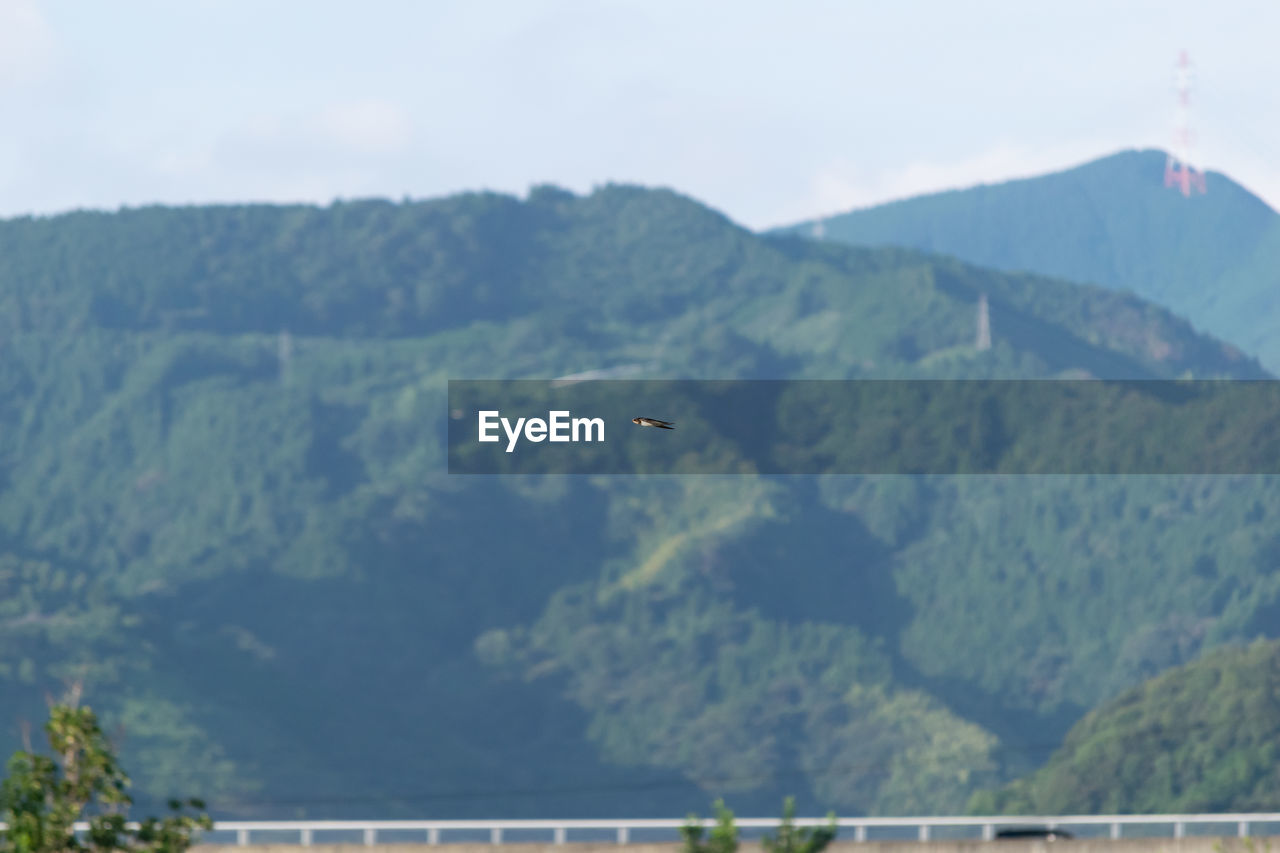 BIRD FLYING OVER MOUNTAIN