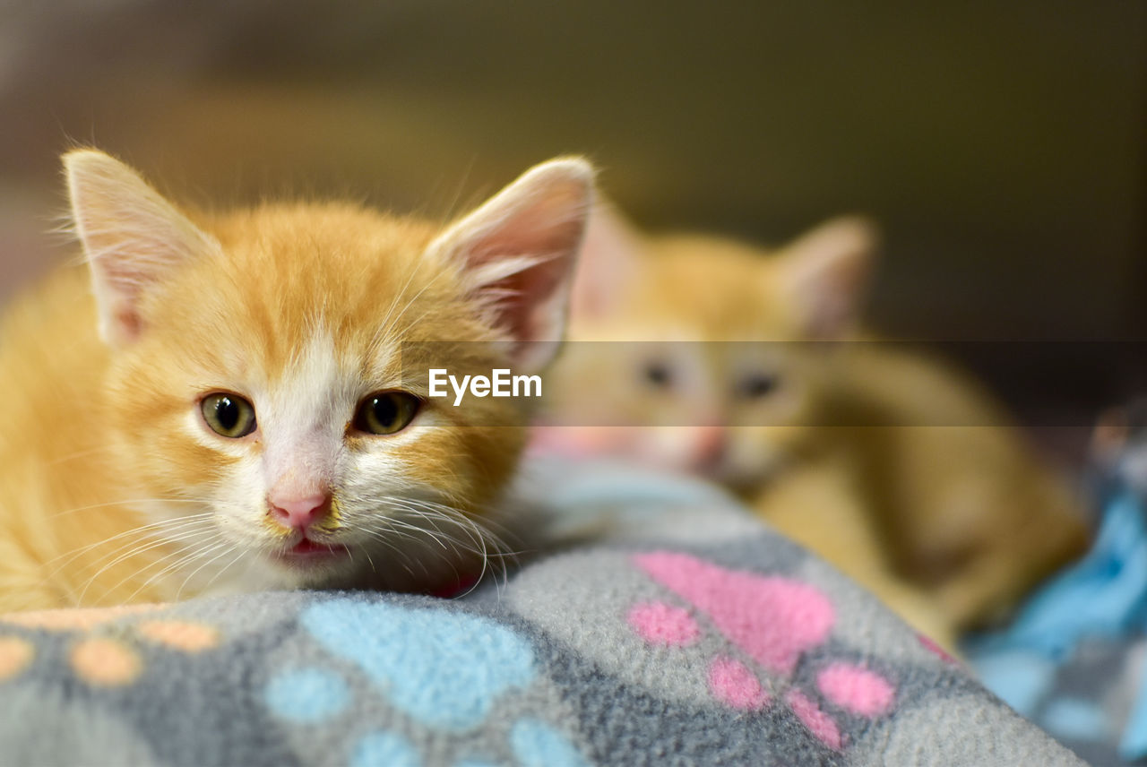 Close-up portrait of a kitten