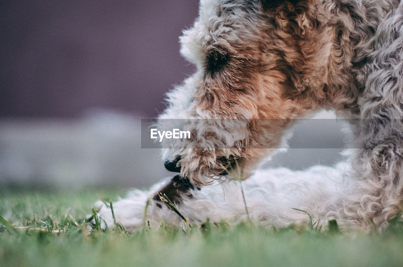 CLOSE-UP OF DOG ON A FIELD