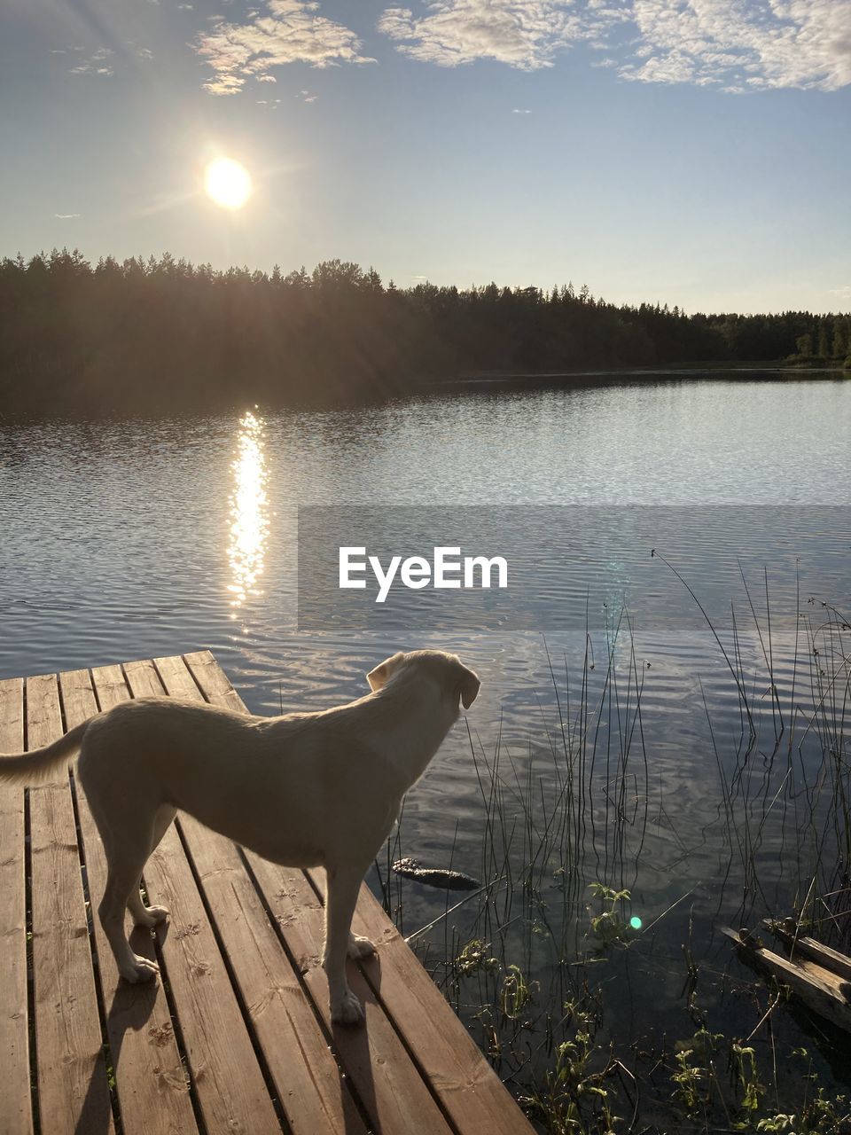 DOG STANDING IN LAKE