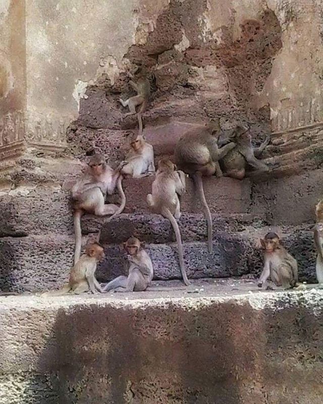 GROUP OF BIRDS IN ZOO