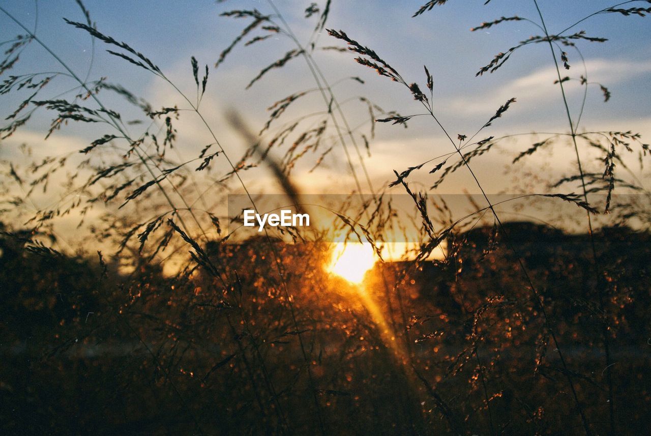 Plants growing on field against sky during sunset