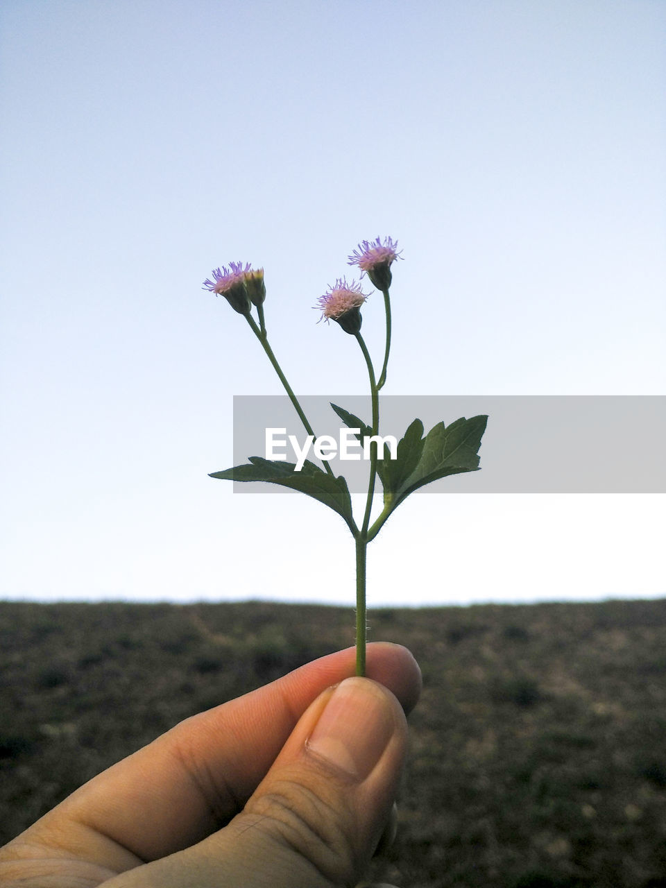 Cropped hand of man holding flower against clear sky