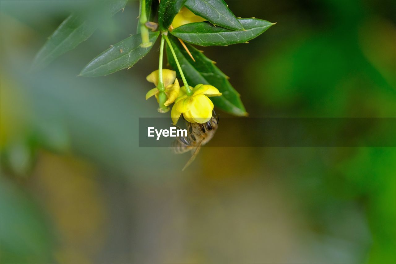 CLOSE-UP OF YELLOW BUTTERFLY ON PLANT