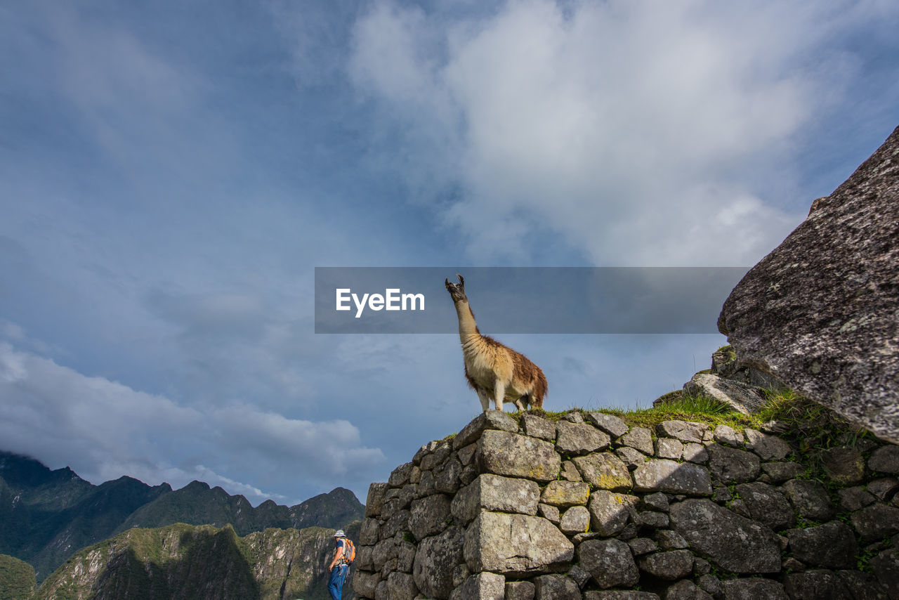 Low angle view of mammal standing on stone wall against cloudy sky