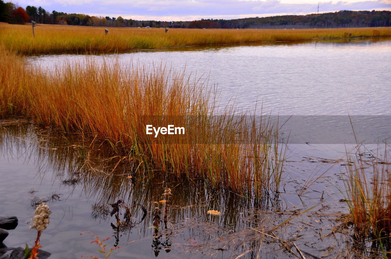 View of wetland