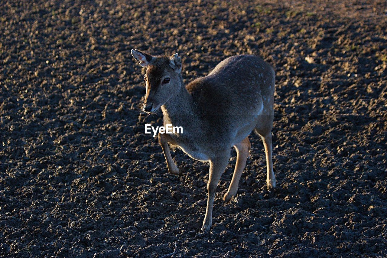 Deer standing on field