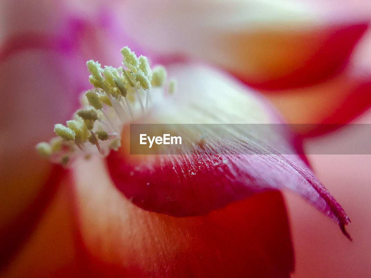 Close-up of blossom from a cactus