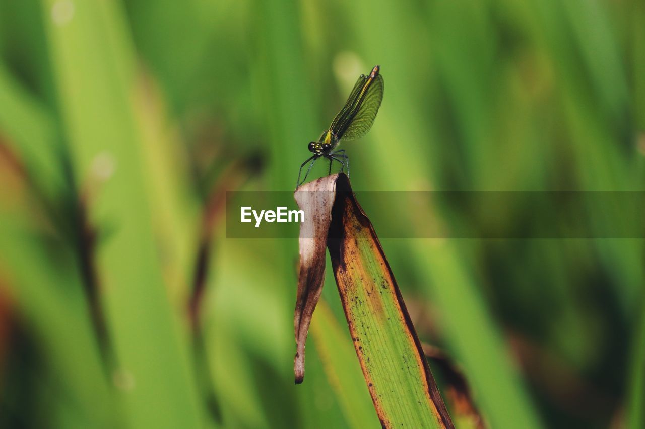 Close-up of dragonfly on leaf