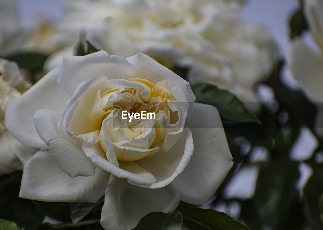 CLOSE-UP OF WHITE ROSES