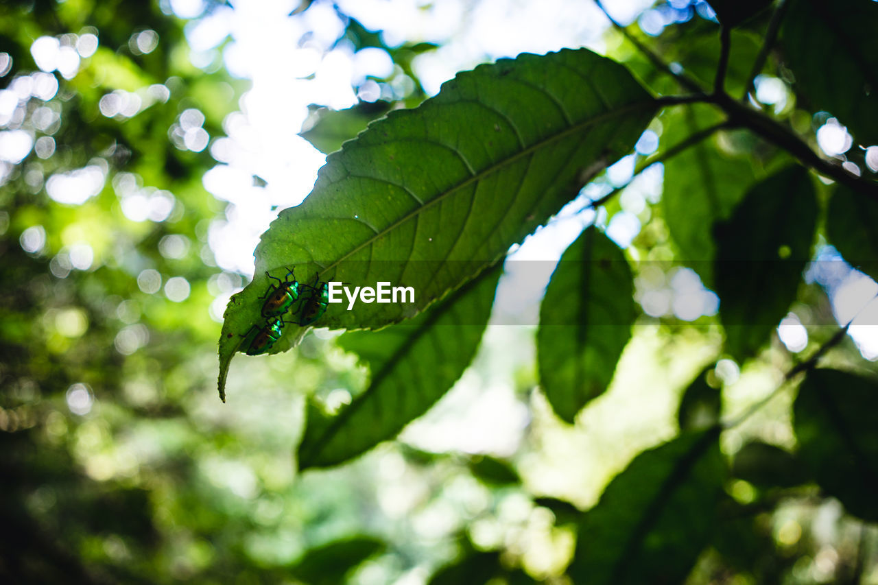 CLOSE-UP OF LEAVES ON TREE