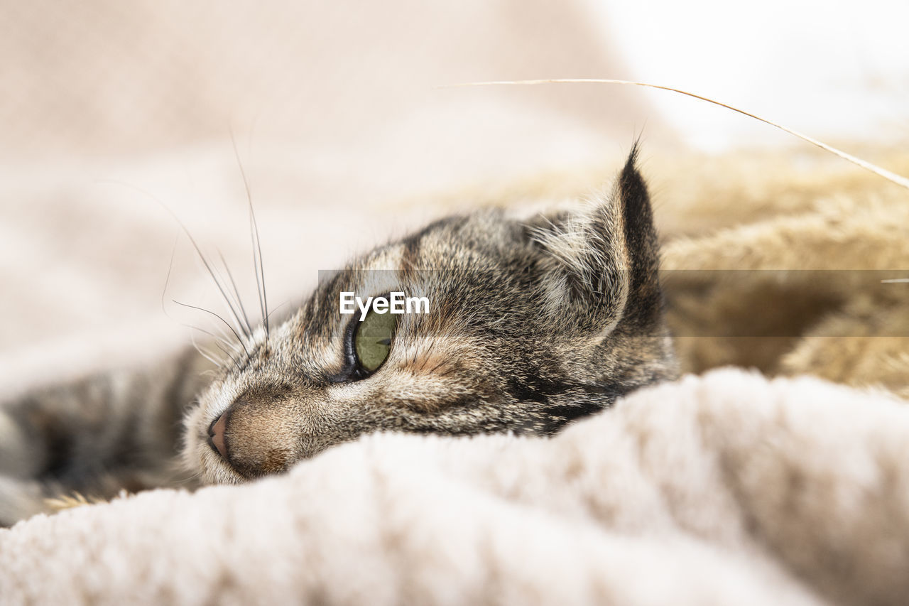 Close-up portrait of a cat lying on a blanket. sick animal, sad emotion.