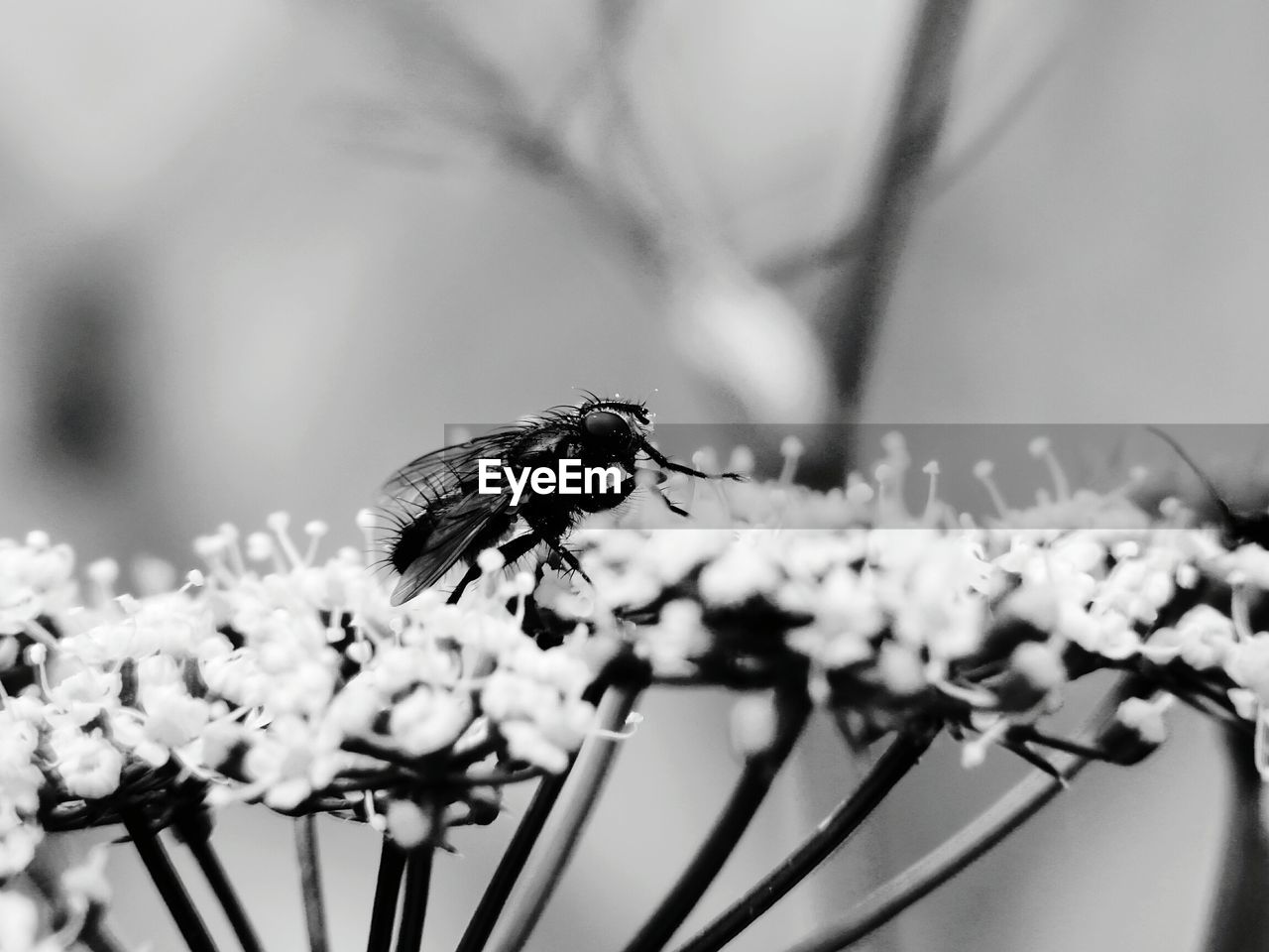 Close-up of fly perching on flower