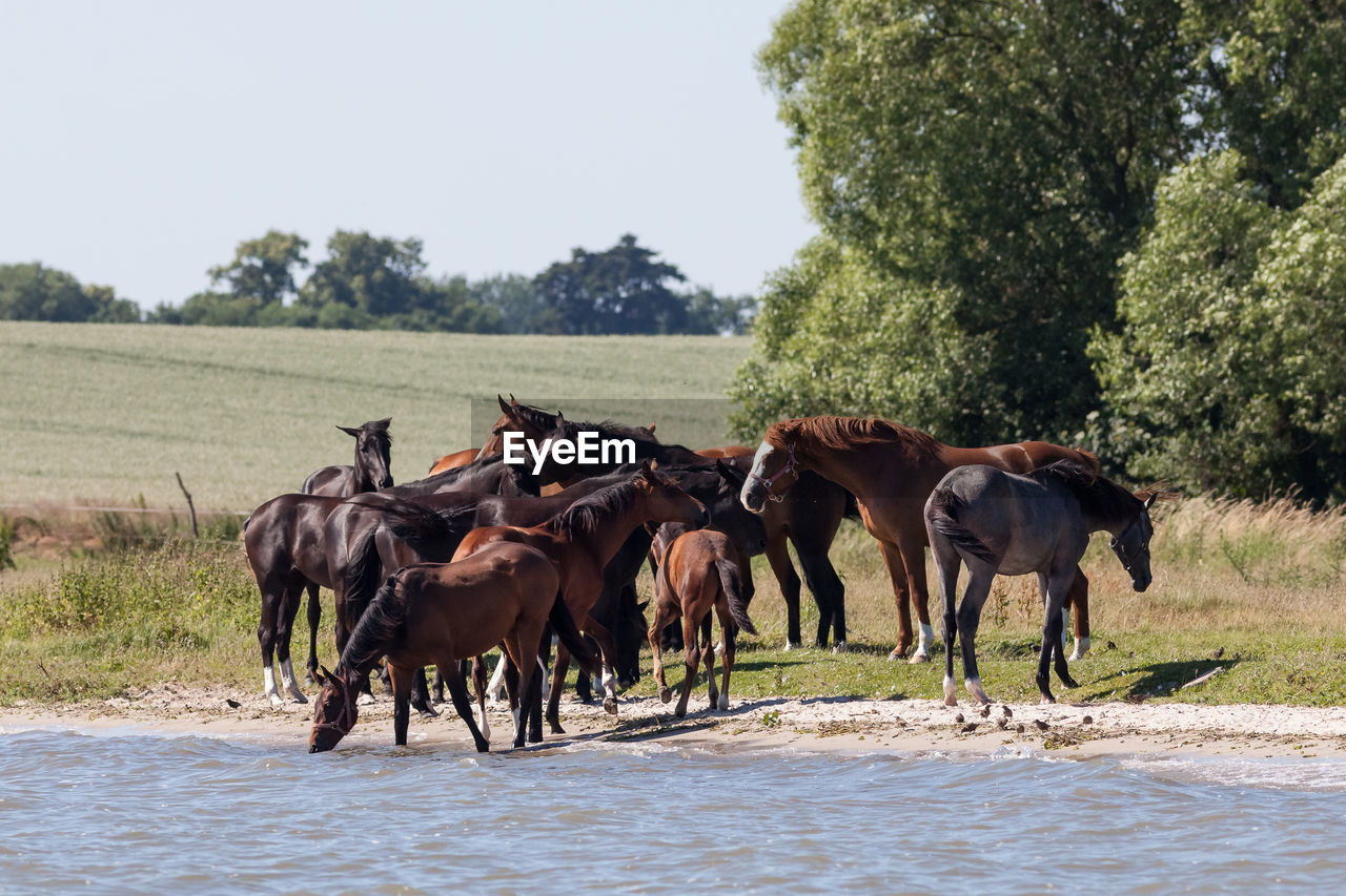 HORSE ON LANDSCAPE AGAINST CLEAR SKY