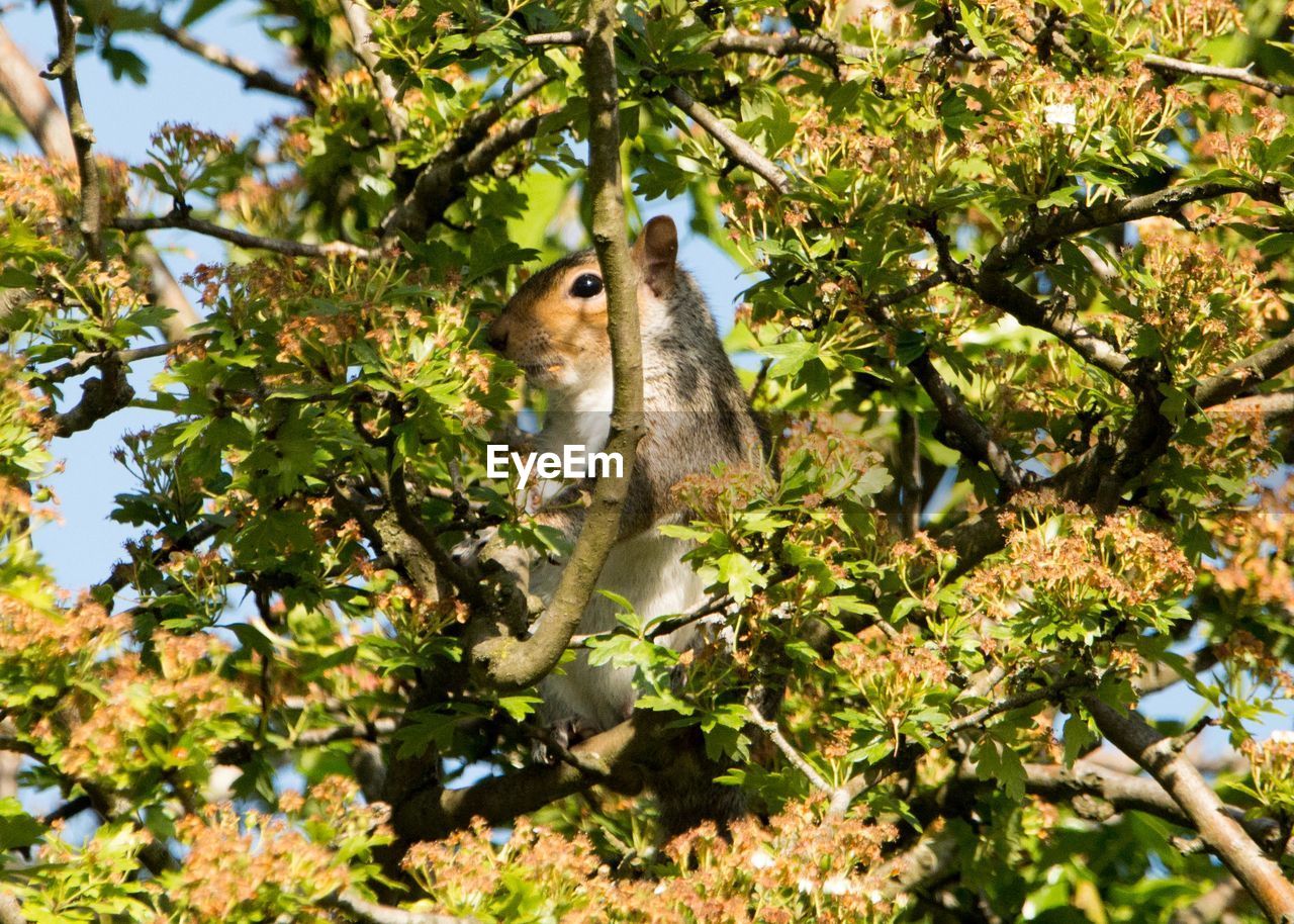 SQUIRREL ON TREE