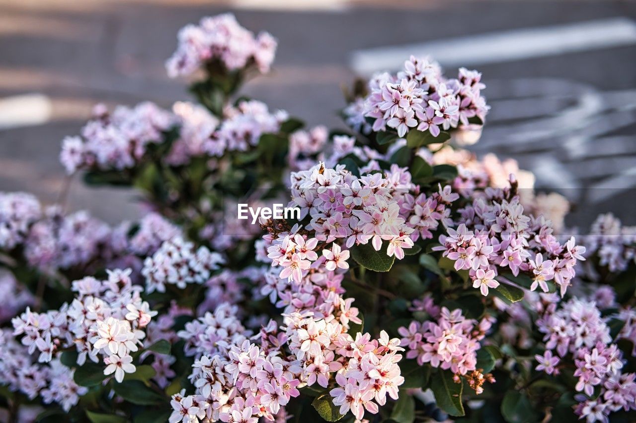 flower, flowering plant, plant, freshness, beauty in nature, nature, lilac, blossom, close-up, fragility, botany, no people, pink, growth, outdoors, focus on foreground, day, plant part, food and drink, purple, food, inflorescence, flower head, vegetable, leaf, sunlight, summer, selective focus, springtime
