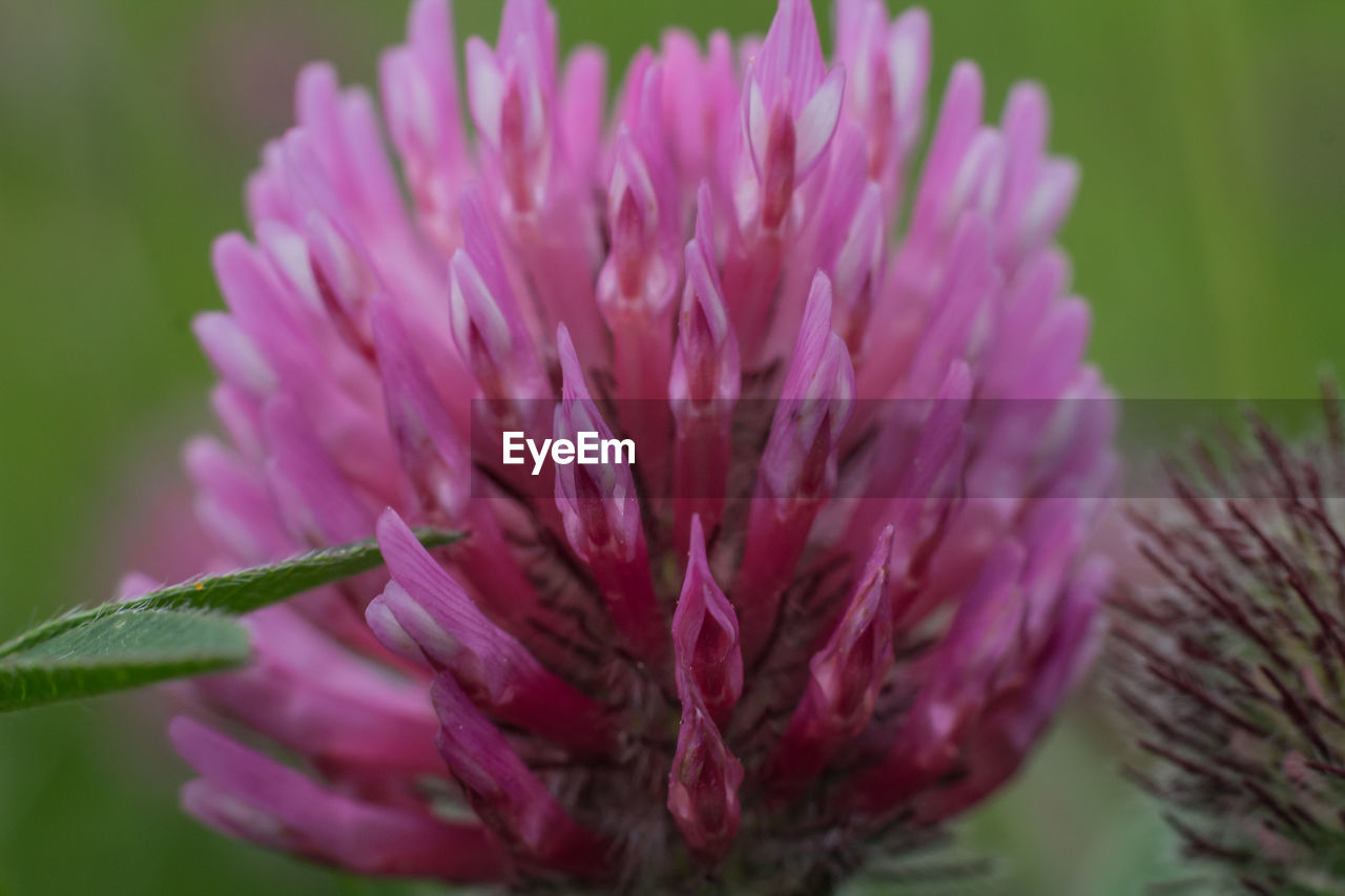 Close-up of purple flower