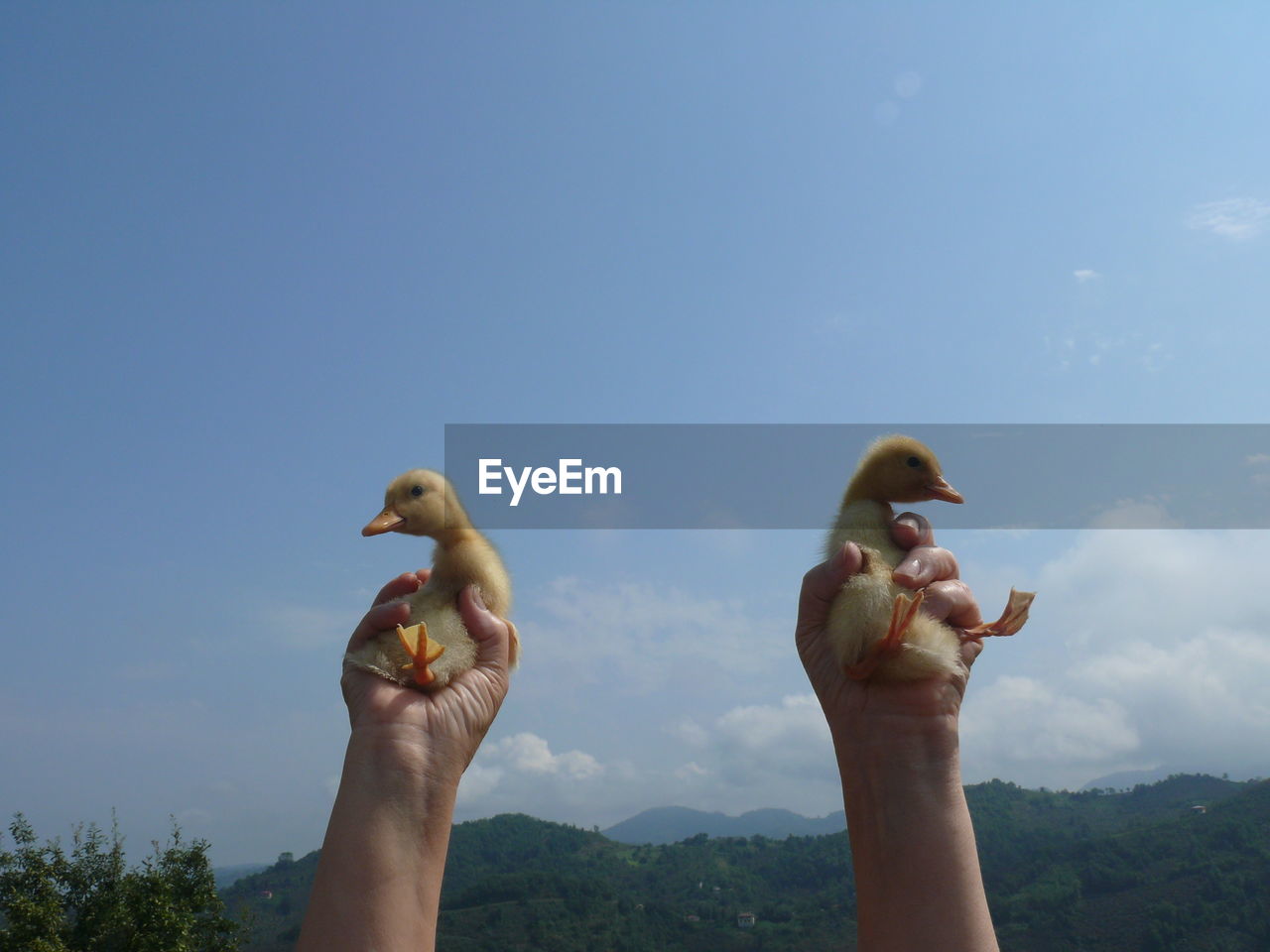Cropped image of hands holding ducklings against sky