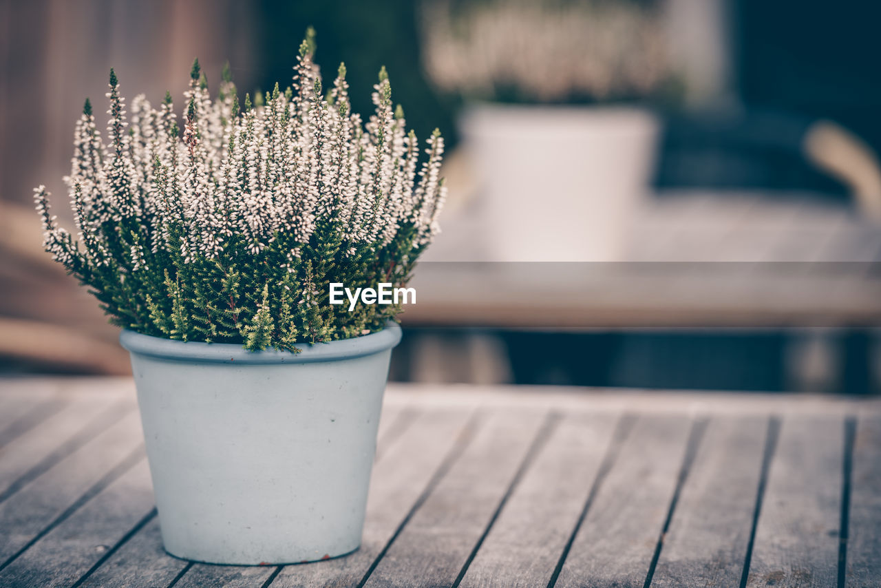 CLOSE-UP OF POTTED FLOWER ON TABLE