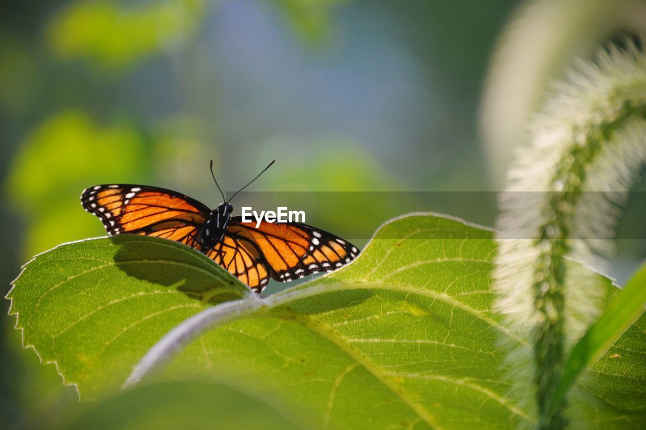 Close-up of butterfly on leaves